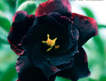(image for) Adenium Obesum Double Black Swan 5 Seeds - Click Image to Close